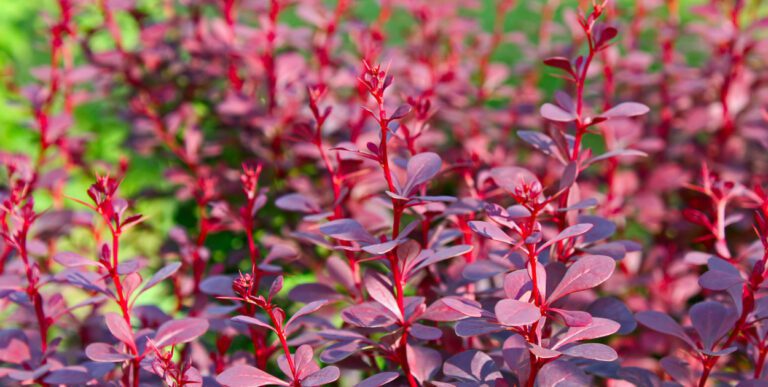 Śrem: spółdzielnia sadzi berberysy. Nowa rabata przy ul. Paderewskiego 6