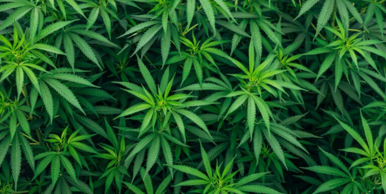 Śrem: 32-latek zatrzymany. Marihuana i uprawa